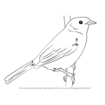 How to Draw a Dunnock