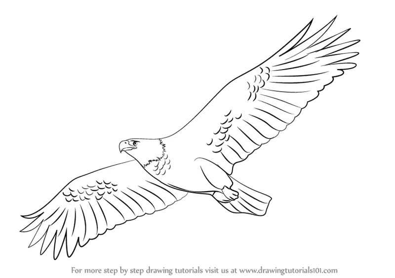 Learn How to Draw an Eagle Flying (Birds) Step by Step