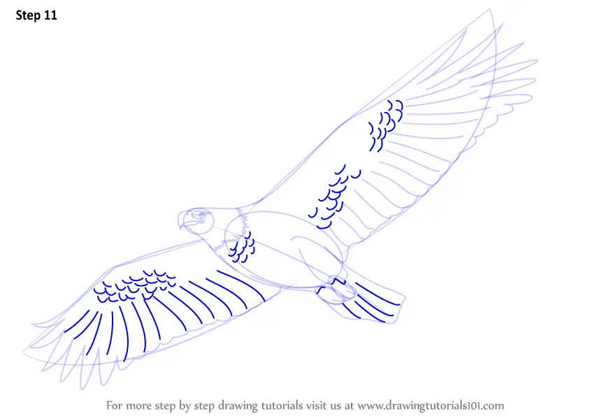 Learn How to Draw an Eagle Flying (Birds) Step by Step Drawing Tutorials