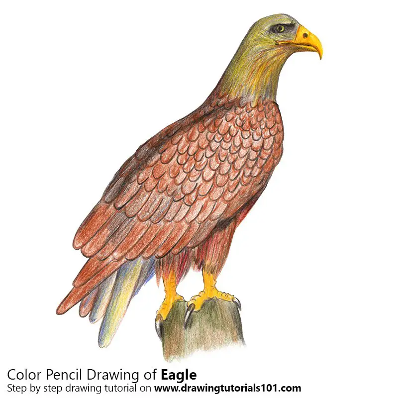 Eagle Color Pencil Drawing