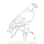 How to Draw a Eagle