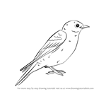 How to Draw an Eastern Bluebird