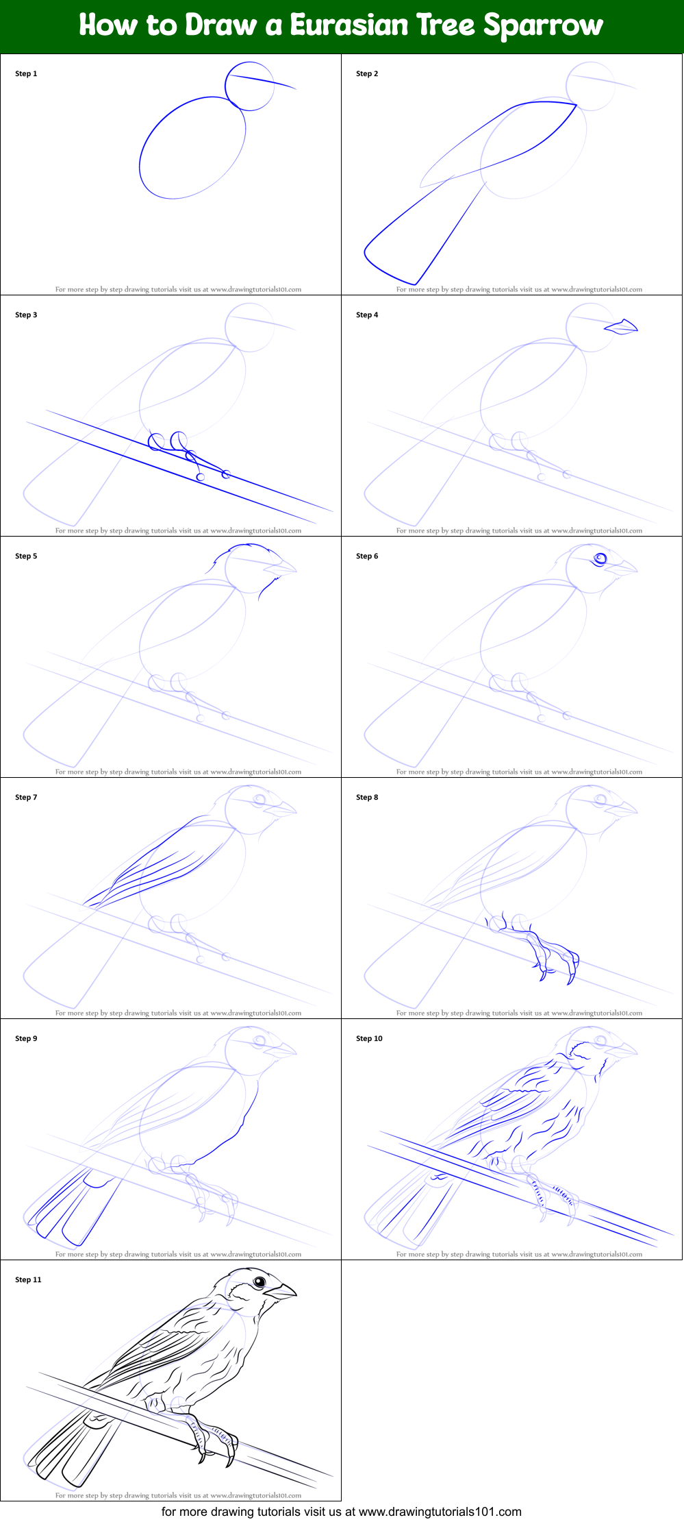 How to Draw a Eurasian Tree Sparrow printable step by step drawing ...