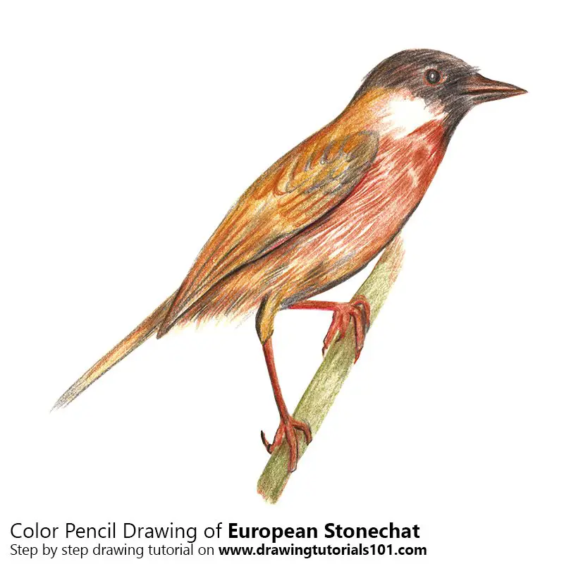 European Stonechat Color Pencil Drawing