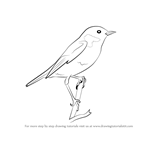 How to Draw a European Stonechat