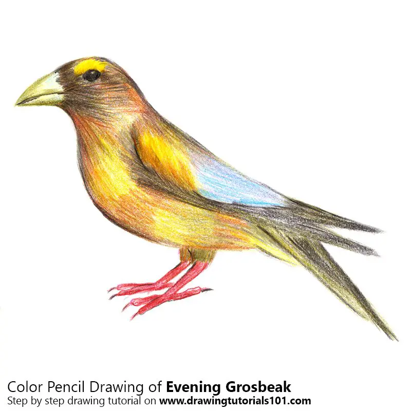 Evening grosbeak Color Pencil Drawing