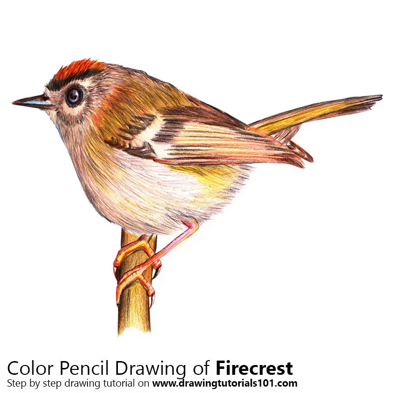 Firecrest Color Pencil Drawing