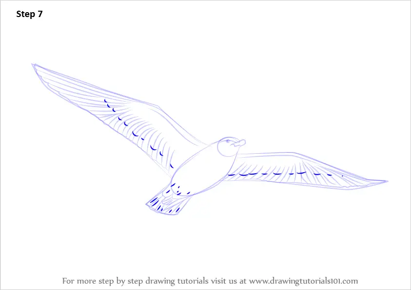 Learn How to Draw a Flying Bird (Birds) Step by Step : Drawing Tutorials