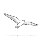 How to Draw a Flying Bird