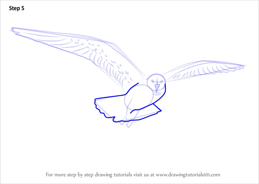 Learn How to Draw a Flying Gull (Birds) Step by Step : Drawing Tutorials