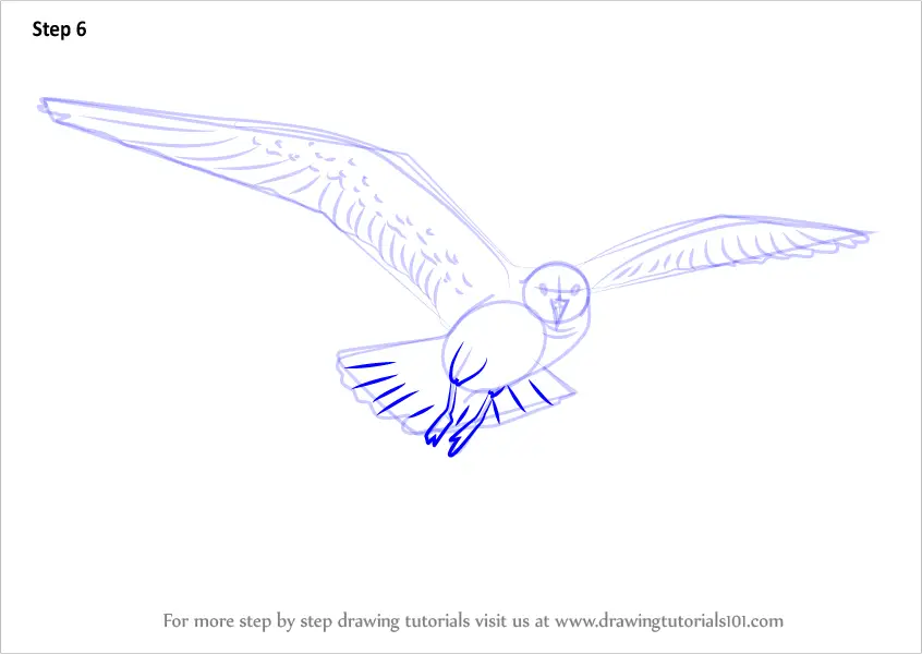 Step by Step How to Draw a Flying Gull : DrawingTutorials101.com