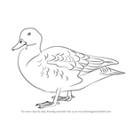 How to Draw a Gadwall