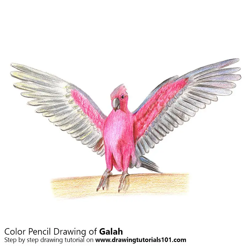 Galah Color Pencil Drawing