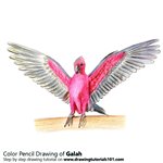 How to Draw a Galah