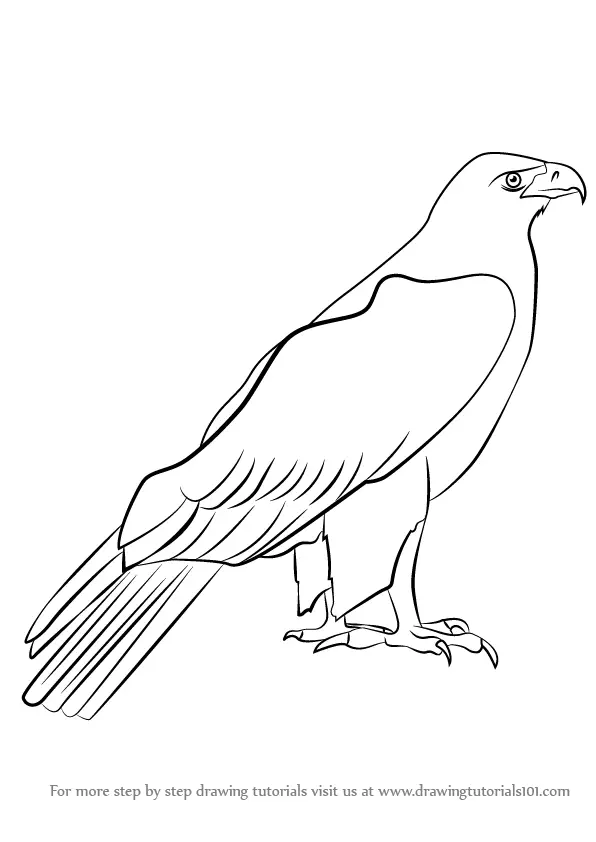 Bald Eagle Drawing Images - Free Download on Freepik