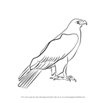 How to Draw a Golden Eagle