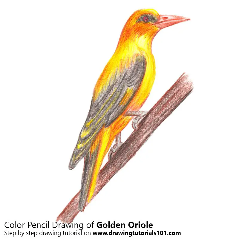 Golden Oriole Color Pencil Drawing