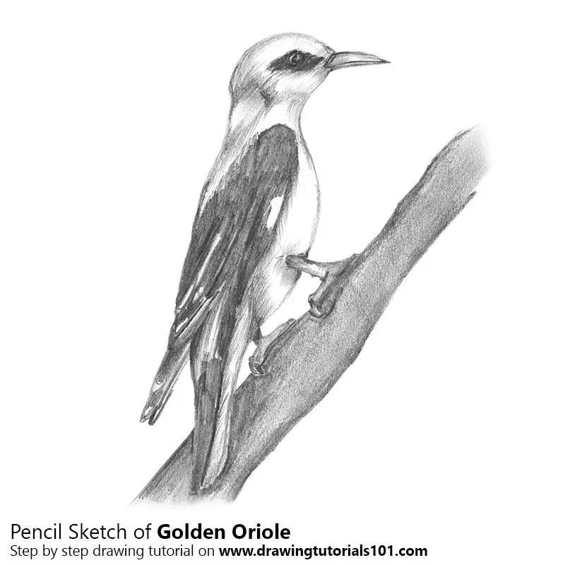 Pencil Sketch of Golden Oriole - Pencil Drawing