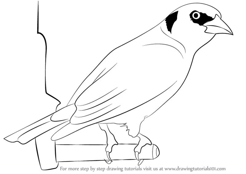 Learn How to Draw a Goldfinch (Birds) Step by Step Drawing Tutorials