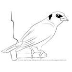 How to Draw a Goldfinch