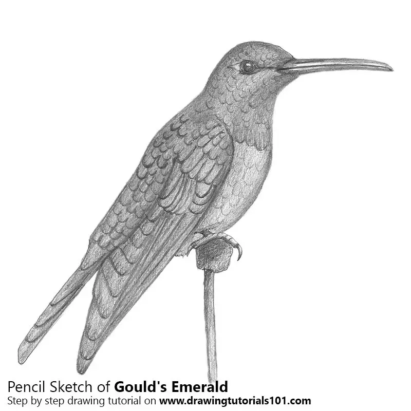Pencil Sketch of Gould's Emerald - Pencil Drawing