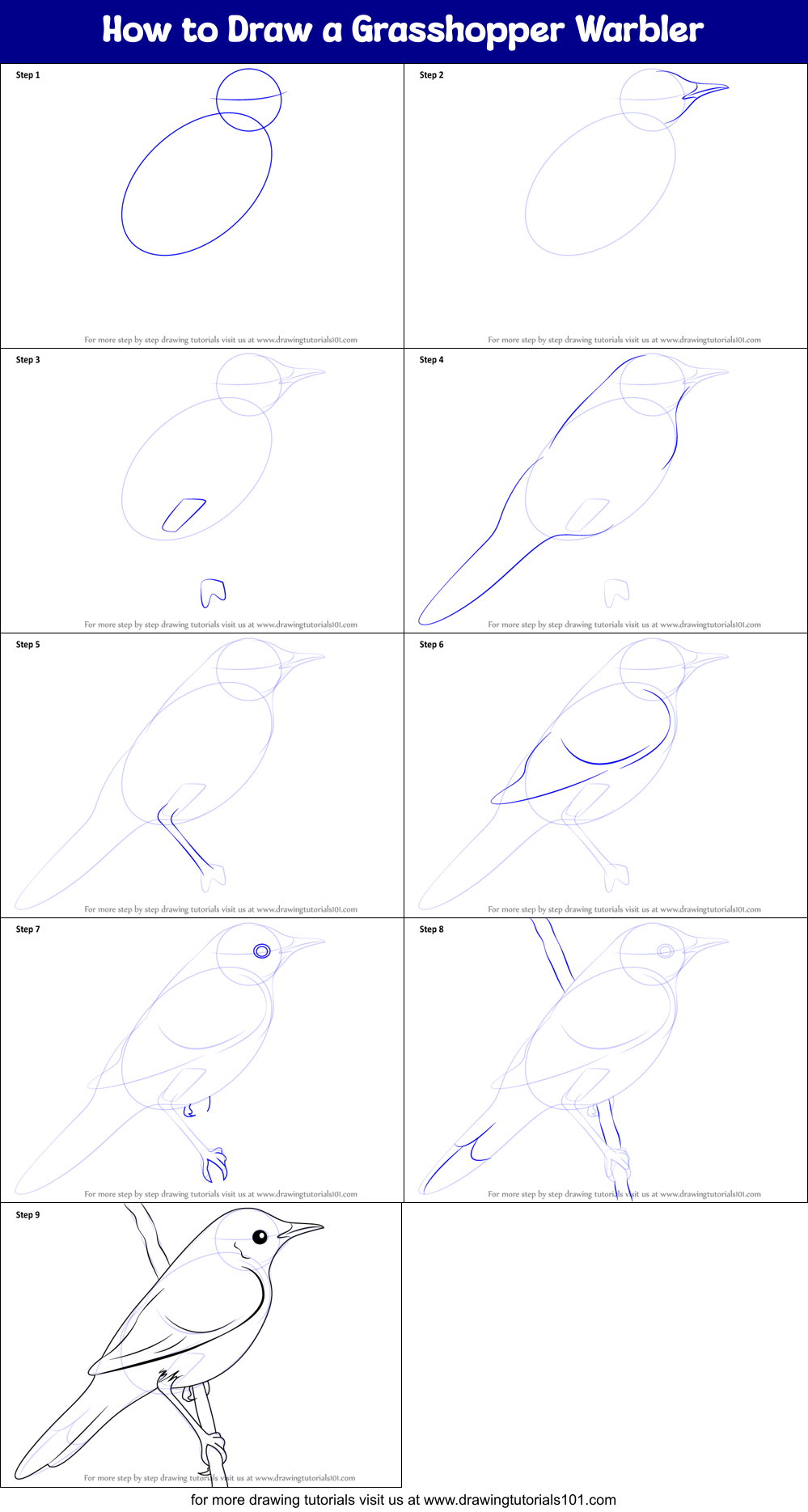 How to Draw a Grasshopper Warbler printable step by step drawing sheet ...