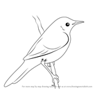 How to Draw a Grasshopper Warbler
