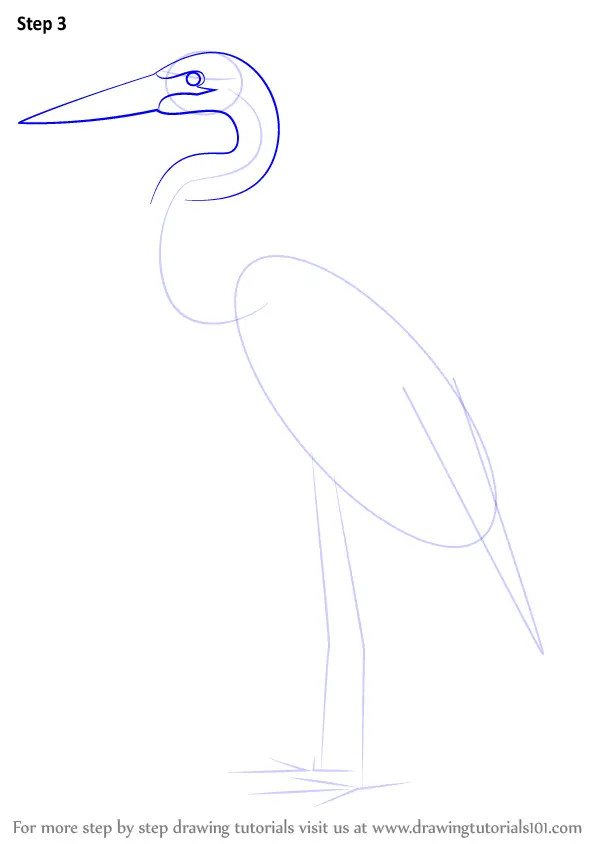 Learn How to Draw a Great Blue Heron (Birds) Step by Step Drawing