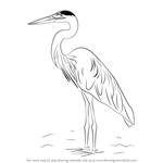 How to Draw a Great Blue Heron
