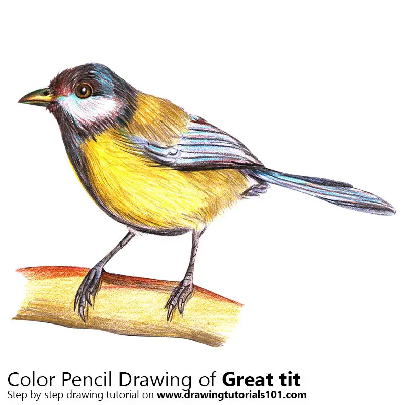 Great Tit Color Pencil Drawing