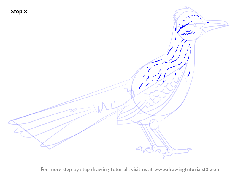 Learn How to Draw a Greater Roadrunner (Birds) Step by Step Drawing