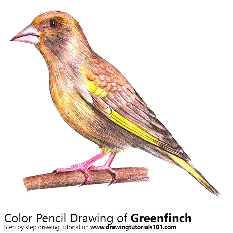 Greenfinch Color Pencil Drawing
