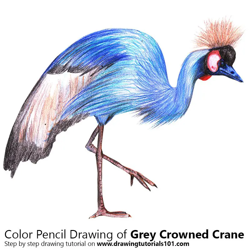 Grey Crowned Crane Color Pencil Drawing