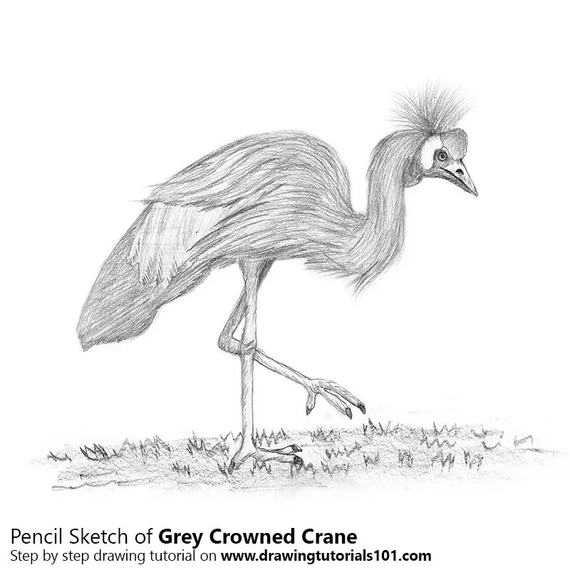 Pencil Sketch of Grey Crowned Crane - Pencil Drawing