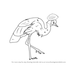 How to Draw a Grey Crowned Crane