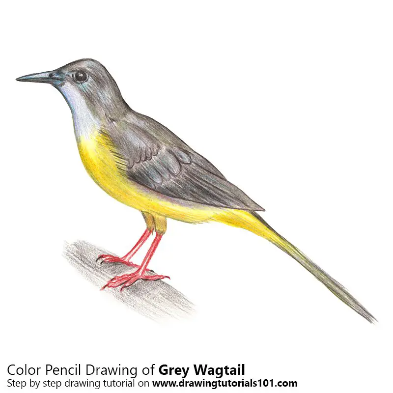 Grey wagtail Color Pencil Drawing