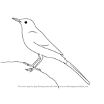 Step by Step How to Draw a Grey Wagtail : DrawingTutorials101.com