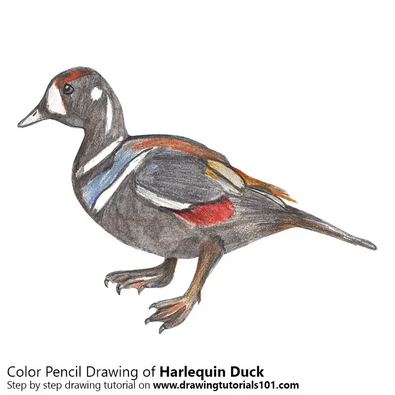 Harlequin Duck Color Pencil Drawing