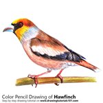 How to Draw a Hawfinch