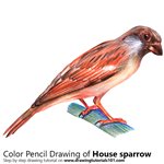 How to Draw a House Sparrow