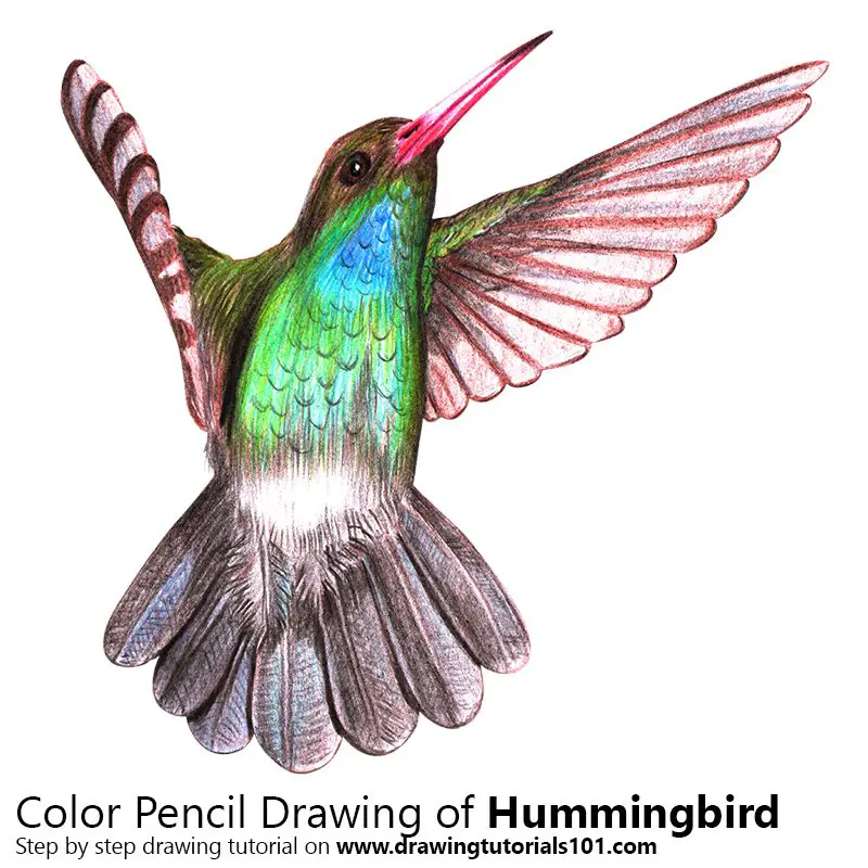 Hummingbird Color Pencil Drawing