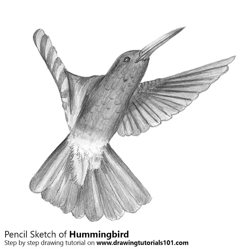 Pencil Sketch of Hummingbird - Pencil Drawing