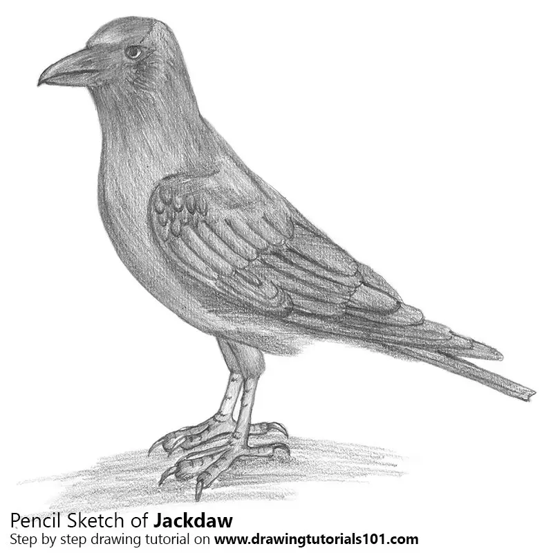 Pencil Sketch of Jackdaw - Pencil Drawing