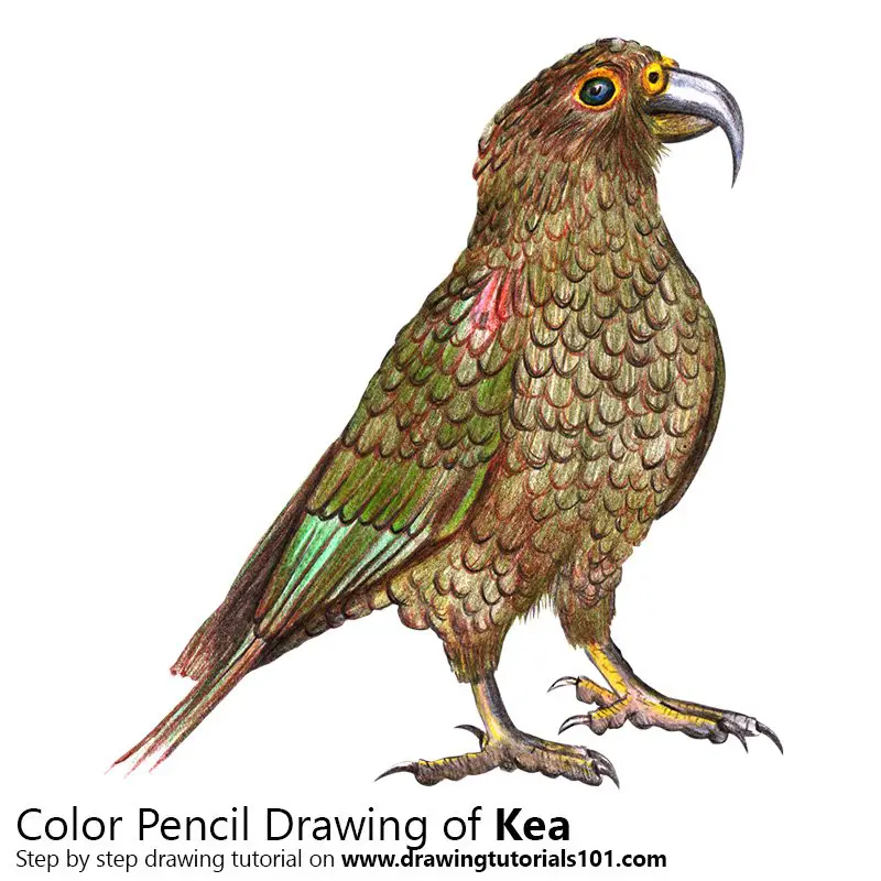 Kea Color Pencil Drawing