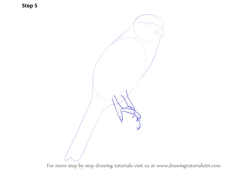 Learn How to Draw a Kestrel (Birds) Step by Step : Drawing Tutorials