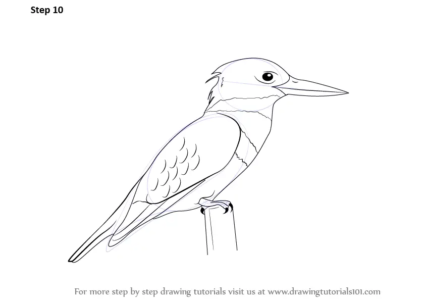 Learn How to Draw a Kingfisher (Birds) Step by Step Drawing Tutorials