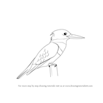 How to Draw a Kingfisher