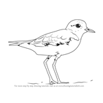 How to Draw a Lesser Sand Plover
