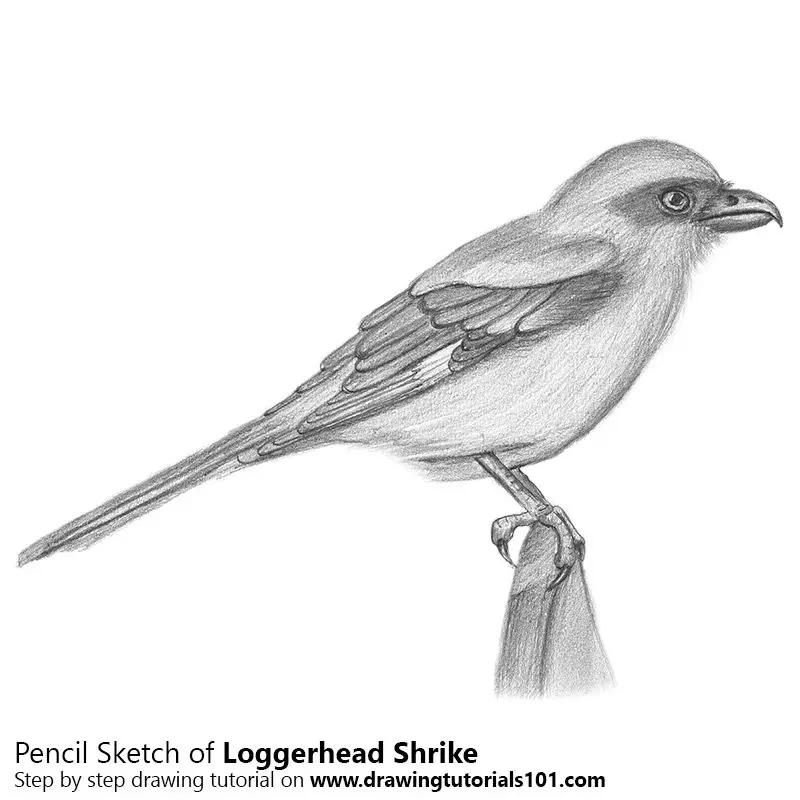Pencil Sketch of Loggerhead Shrike - Pencil Drawing