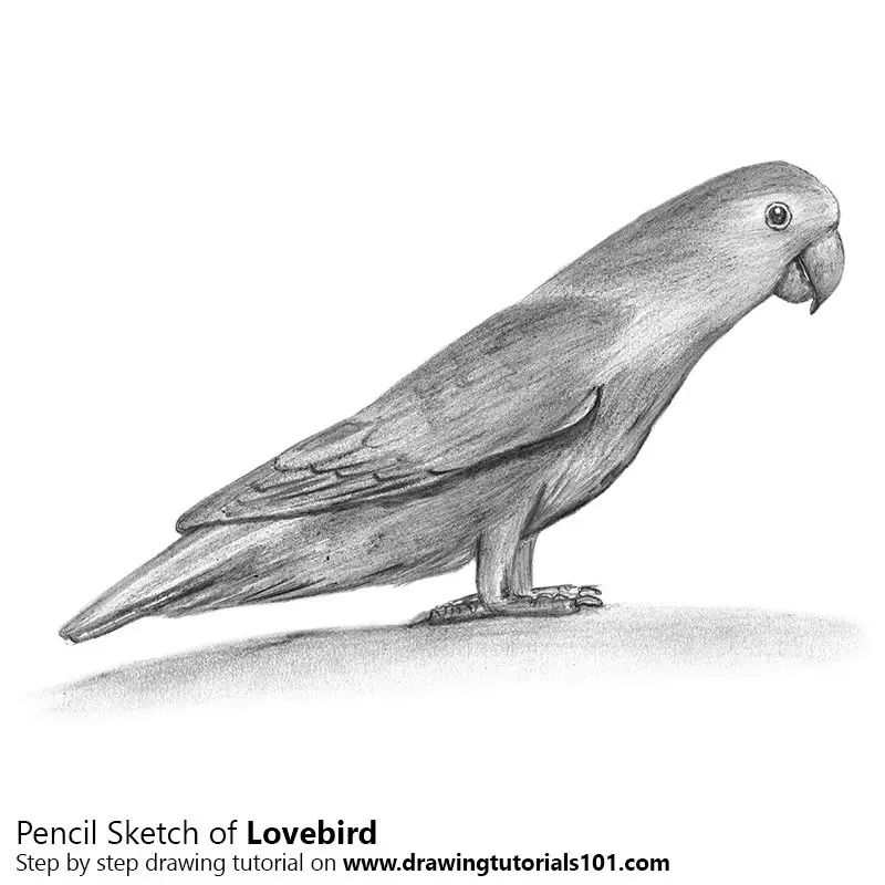 Pencil Sketch of Love Birds - Pencil Drawing